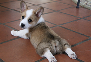 Corgi puppy