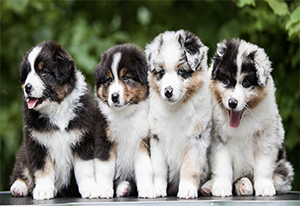 Australian Shepard puppy