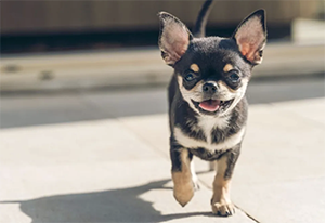 chihuahua puppy