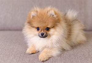pomeranian puppy