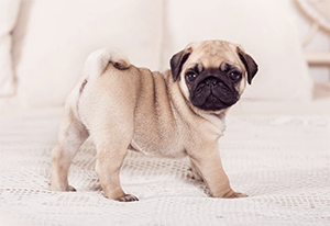 pug puppy